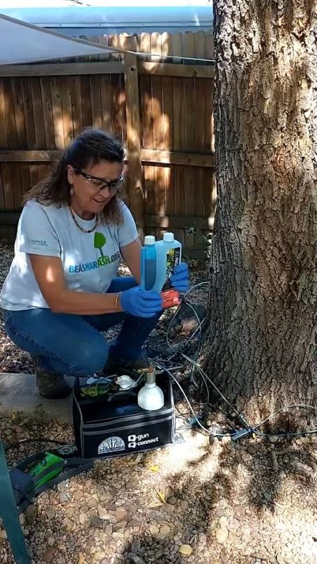 Mara Fielding conducting injection to ash tree.