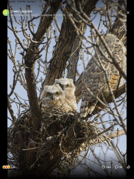 Owl family Bear Creek Spring 2023