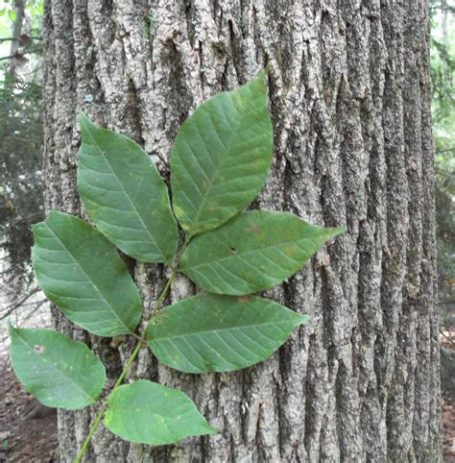 Alternate leaflets and diamond bark  trunk