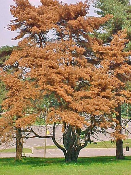 Scotch Pine with Pine wilt disease