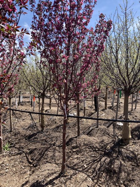 Spring planting selection